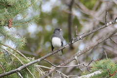 Junco hyemalis