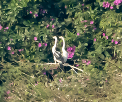 Anhinga melanogaster