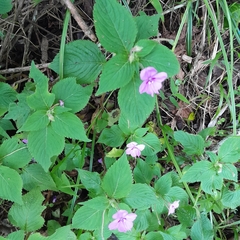 Impatiens sylvicola