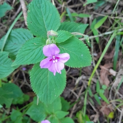 Impatiens sylvicola