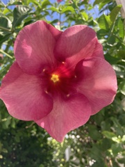 Allamanda blanchetii