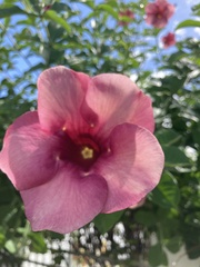 Allamanda blanchetii