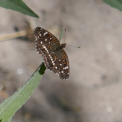 Anthanassa texana
