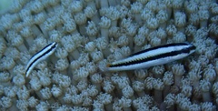 Thalassoma amblycephalus