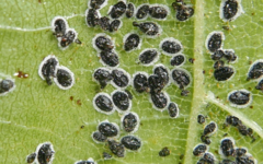 Aleurocanthus spiniferus