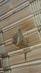Spilomelinae