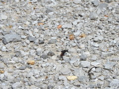 Anthrax aterrimus
