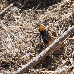 Dasymutilla gloriosa