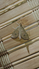 Spilomelinae