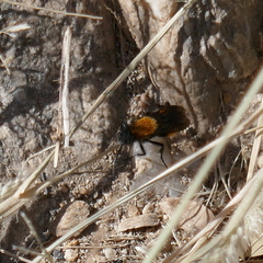 Dasymutilla gloriosa