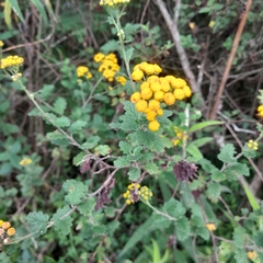 Nidorella auriculata