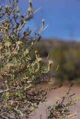 Brickellia frutescens