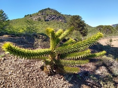 Araucaria araucana