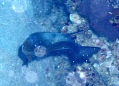 Pempheris