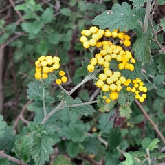 Nidorella auriculata