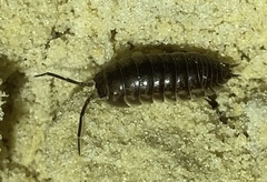 Cylisticus convexus