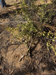 Sarcomphalus obtusifolius