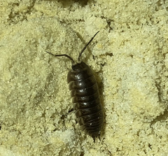 Cylisticus convexus