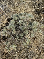 Lupinus albifrons