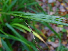 Carex pendula