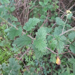 Nidorella auriculata