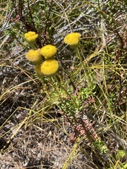 Chrysocoma coma-aurea