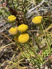 Chrysocoma coma-aurea