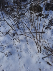 Rubus odoratus