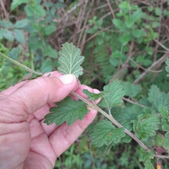 Nidorella auriculata