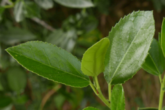 Rhamnus alaternus