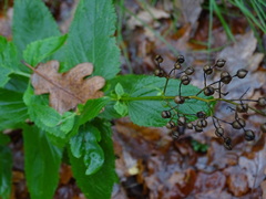 Scrophularia nodosa