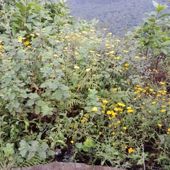 Nidorella auriculata