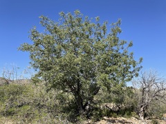 Juglans major