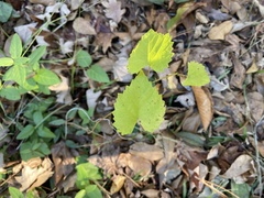 Vitis rotundifolia rotundifolia