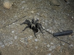 Aphonopelma eutylenum