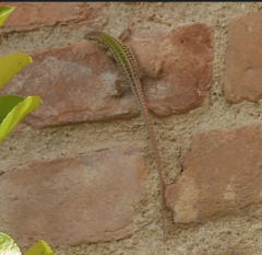 Podarcis siculus campestris