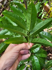Exothea paniculata