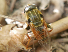 Merodon avidus