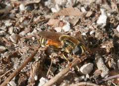 Merodon avidus