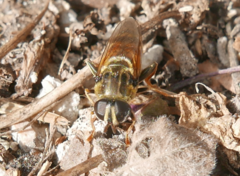 Merodon avidus