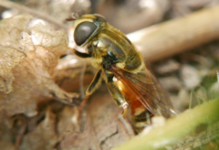 Merodon avidus