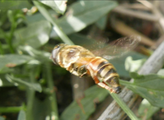Merodon avidus