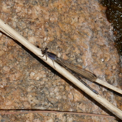Argia extranea