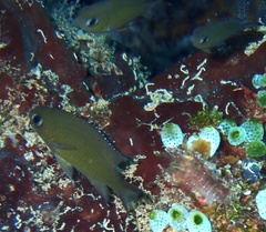 Azurina lepidolepis