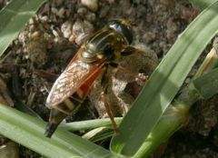 Merodon avidus