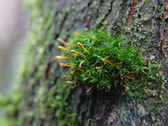 Ulota bruchii