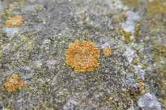 Teloschistaceae