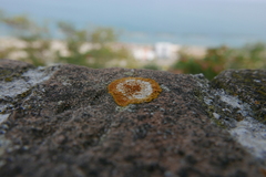 Teloschistaceae