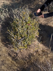 Justicia californica