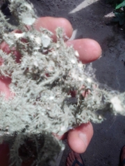 Usnea intermedia